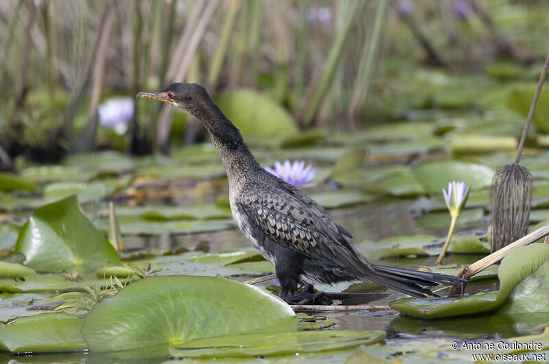 Cormoran africainadulte