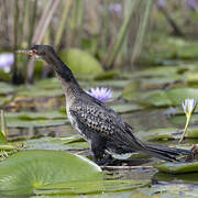 Reed Cormorant