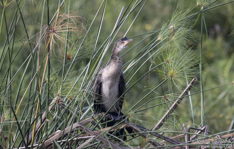 Cormoran africainjuvénile