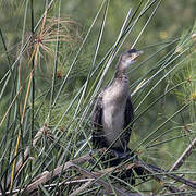 Reed Cormorant