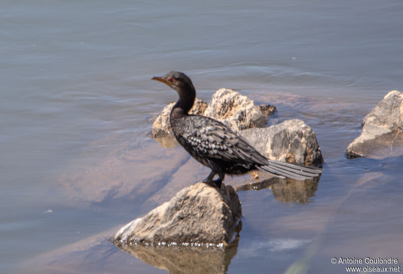 Cormoran africainadulte