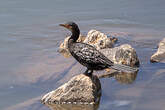 Cormoran africain