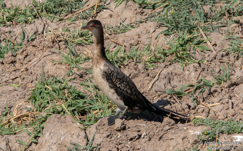 Reed Cormorantadult