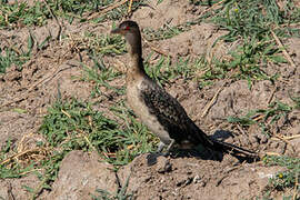 Cormoran africain