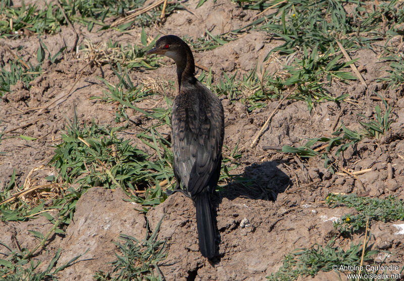 Cormoran africainadulte