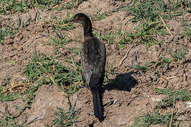 Reed Cormorant