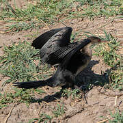 Cormoran africain