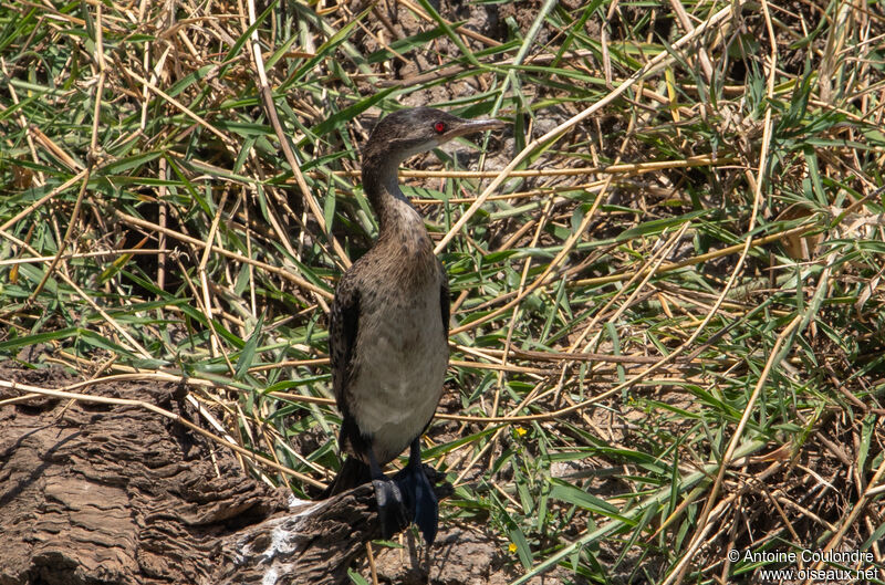 Reed Cormorantadult