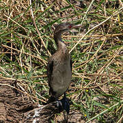 Reed Cormorant