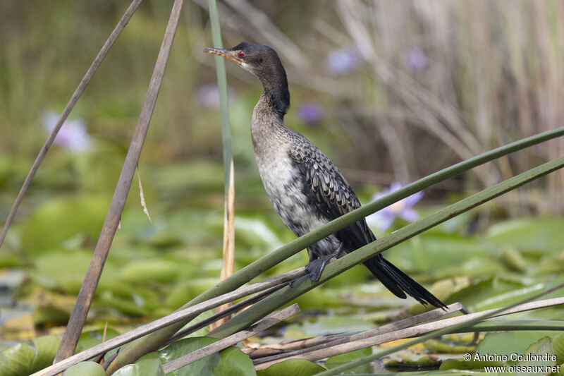 Cormoran africainadulte