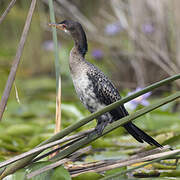 Reed Cormorant