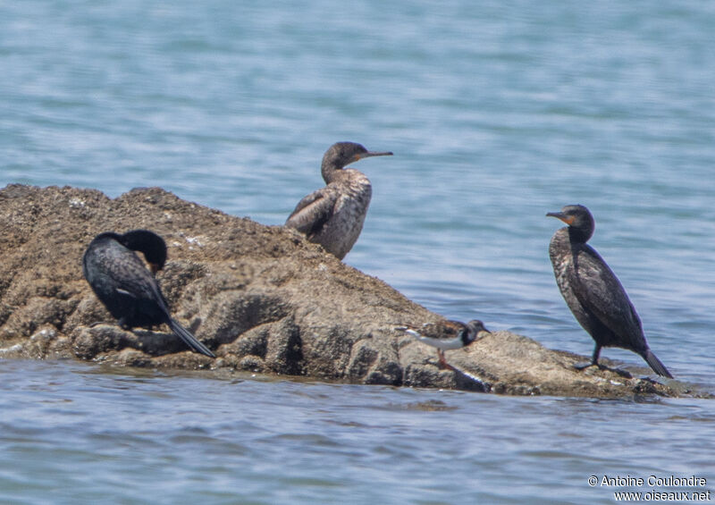 Cormoran du Capadulte