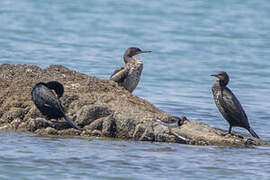 Cormoran du Cap