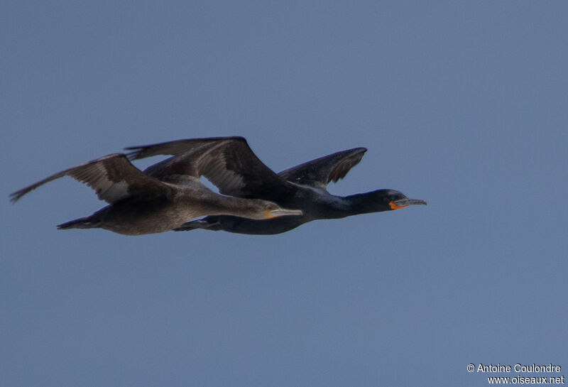 Cormoran du Capadulte nuptial, Vol