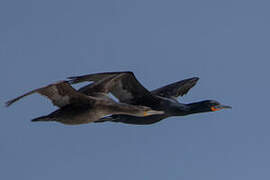 Cape Cormorant