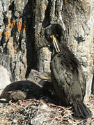 European Shag