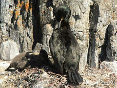 European Shag