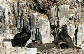 European Shag