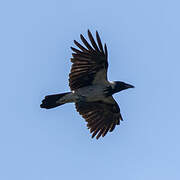 Hooded Crow