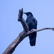 Carrion Crow