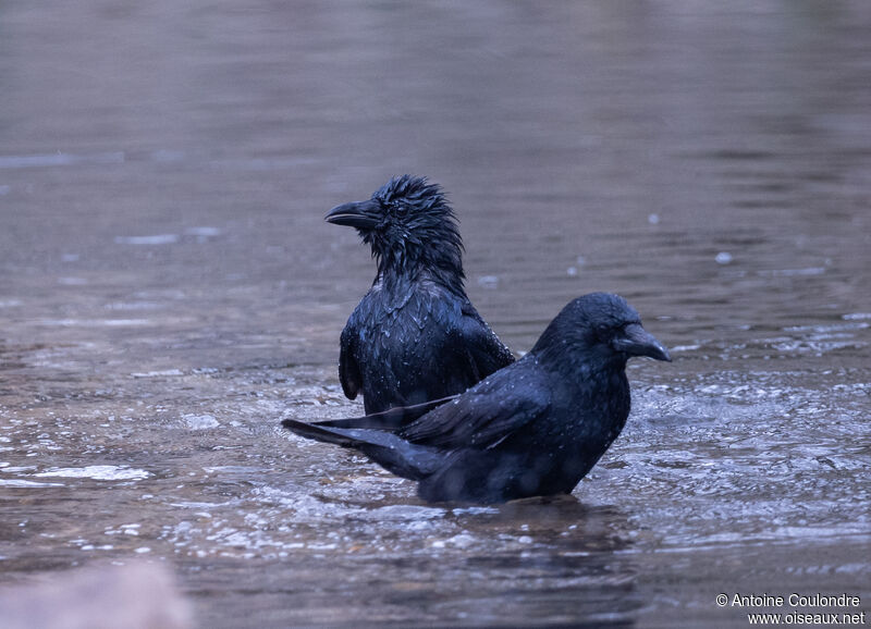 Carrion Crowadult