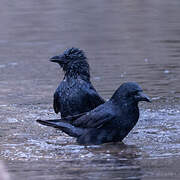 Carrion Crow