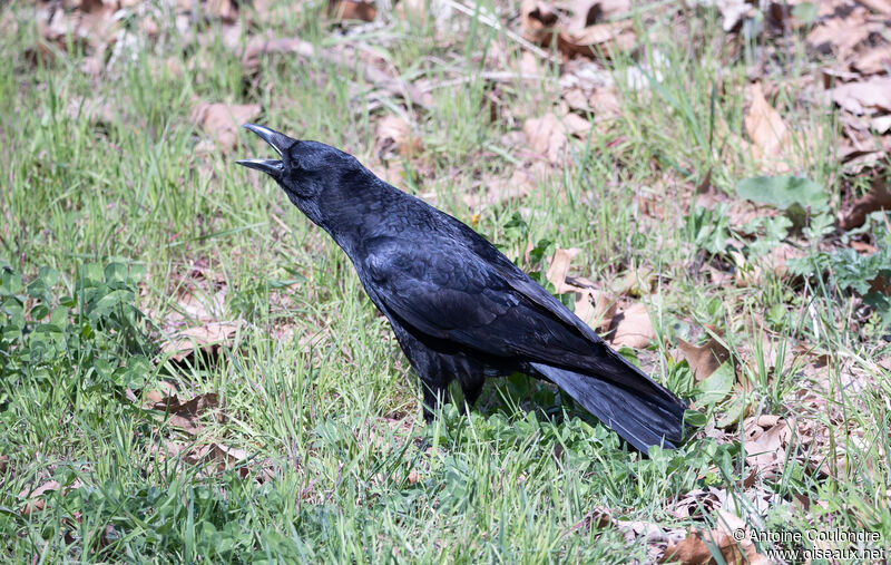 Carrion Crowadult, song