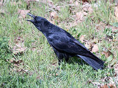 Carrion Crow