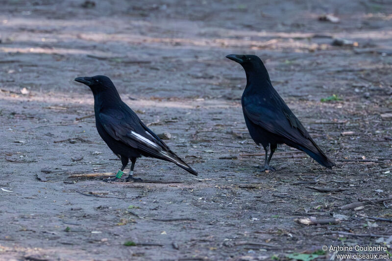 Carrion Crowadult