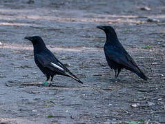 Carrion Crow