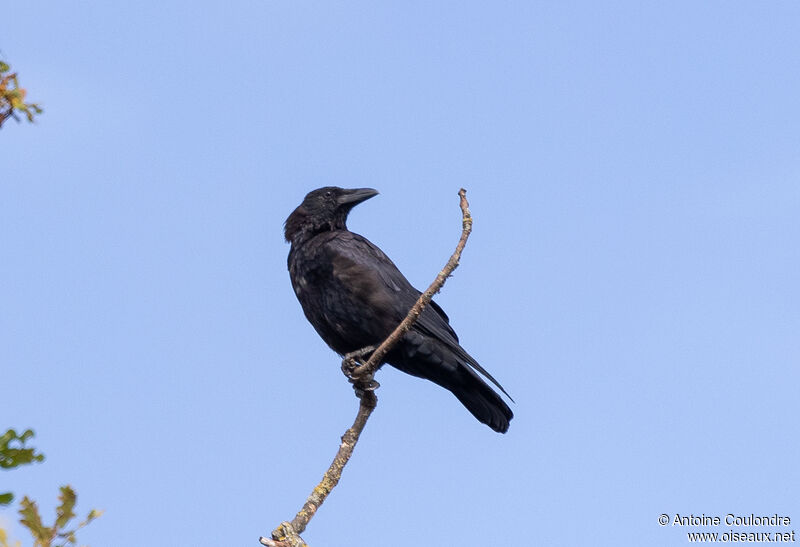 Carrion Crowadult