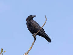 Carrion Crow