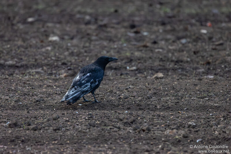 Carrion Crowadult