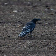 Carrion Crow