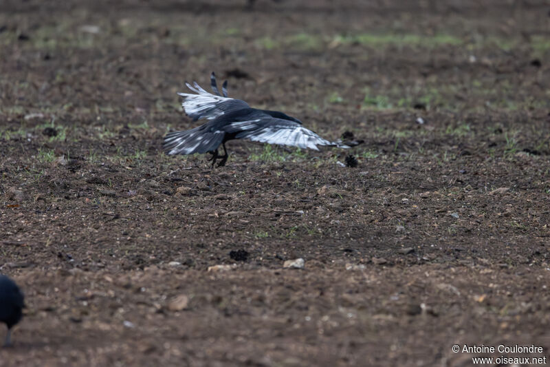 Carrion Crowadult