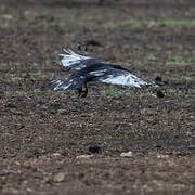 Carrion Crow