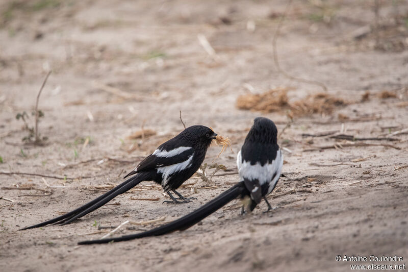 Corvinelle noir et blancadulte, pêche/chasse, mange