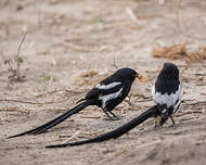 Corvinelle noir et blanc