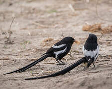 Magpie Shrike