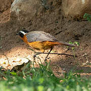 White-browed Robin-Chat