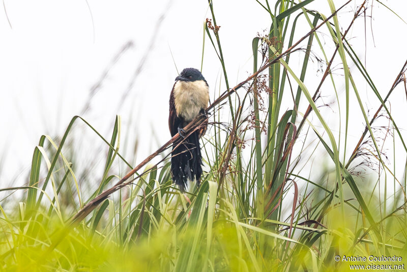 Coucal à nuque bleueadulte