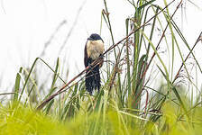 Coucal à nuque bleue