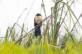 Coucal à nuque bleue