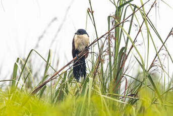 Coucal à nuque bleue