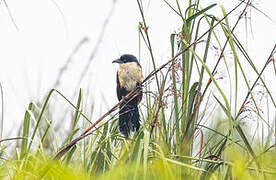 Blue-headed Coucal