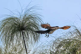 Blue-headed Coucal