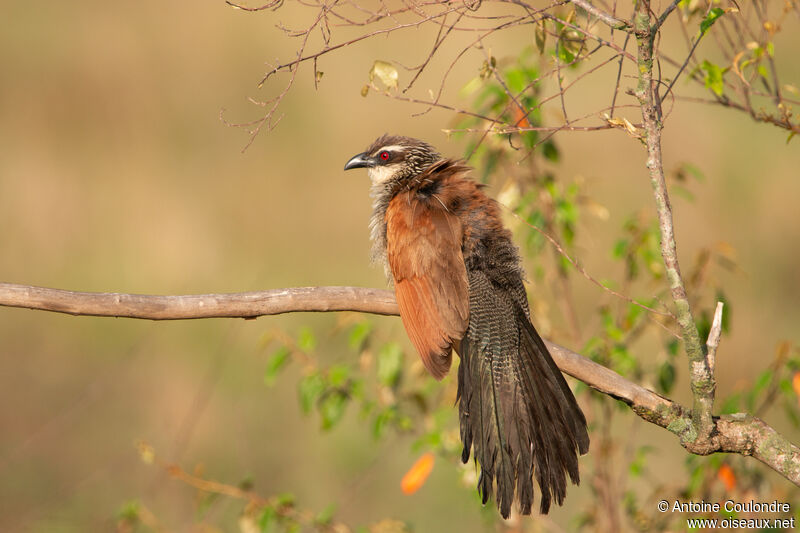 Coucal à sourcils blancsadulte