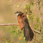 Coucal à sourcils blancs