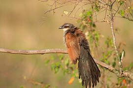 Coucal à sourcils blancs