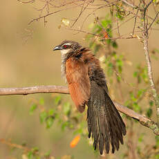 Coucal à sourcils blancs